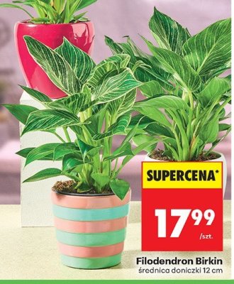 Od poniedziałku, Z ladą tradycyjną, strona 18 promocja w Biedronka