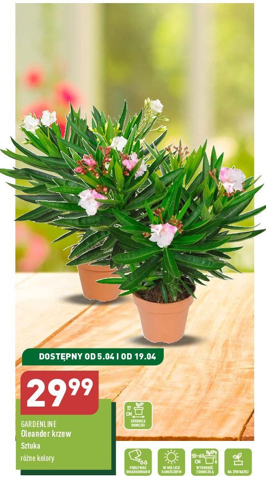 Oleander 50-60 cm 艣r 17 cm promocja