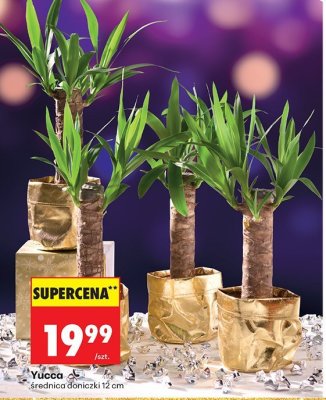Yucca średnica 12 cm promocja w Biedronka