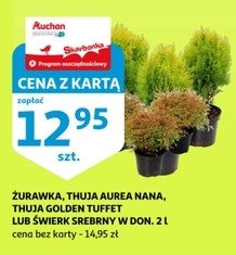 Thuja aurea nana poj. 2 l promocja