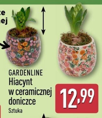 Hiacynt w ceramicznej doniczce  promocja w Aldi