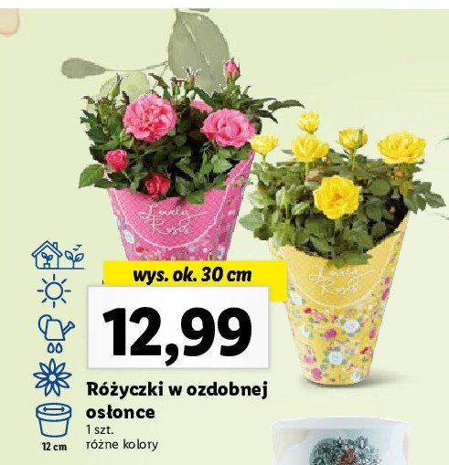 Różyczki w ozdobnej osłonce 30 cm żółte promocja