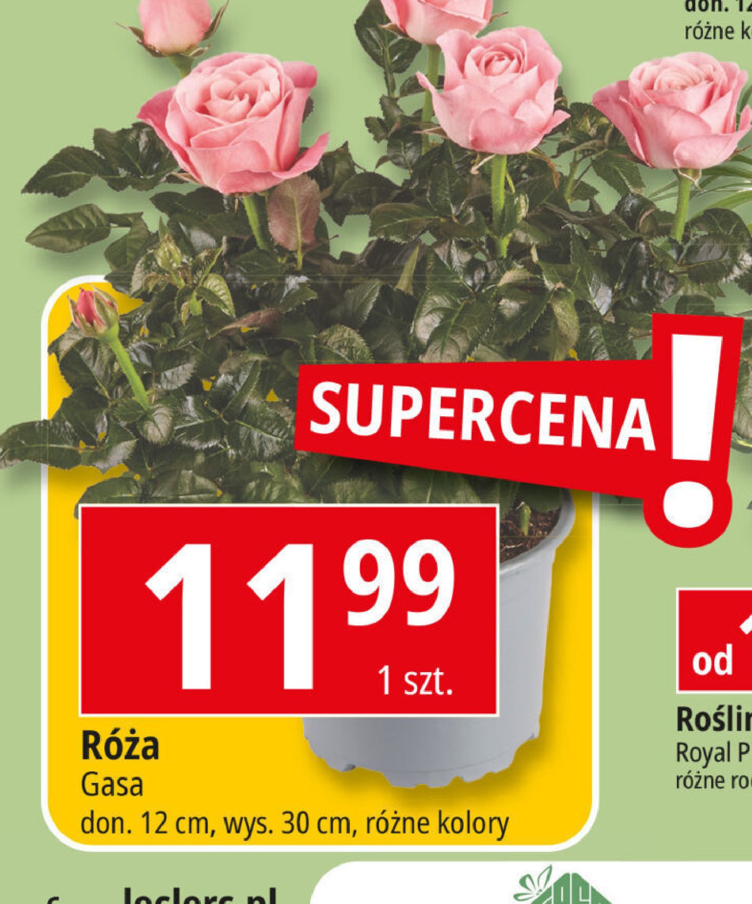 Różą Gasa promocja