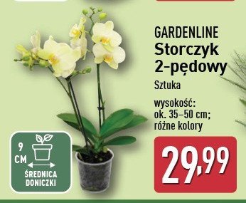 Storczyk 2-pędowy promocja