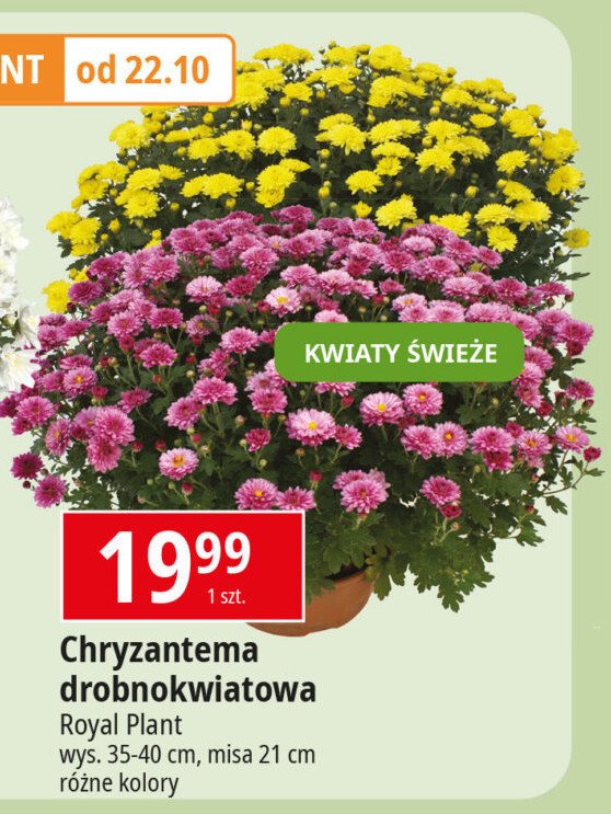 Chryzantema drobnokwiatowa 21 cm ROYAL PLANT promocja w Leclerc