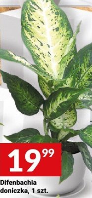 Difenbachia doniczka, 1 szt. promocja w Twój Market