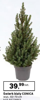 Świerk biały CONICA promocja w Leroy Merlin