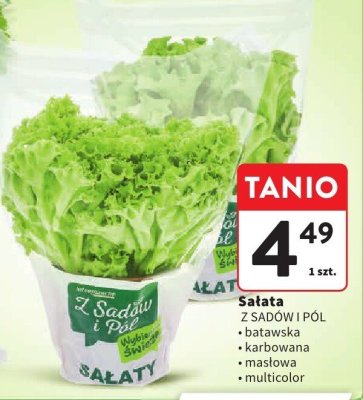 Sałata Z SADÓW I PÓL karbowana promocja w Intermarche