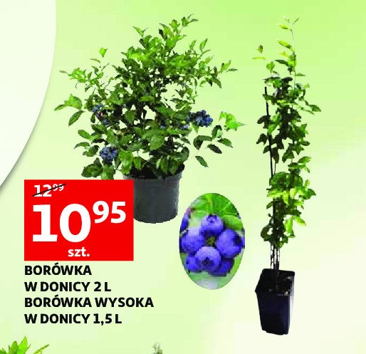 Bor贸wka wysoka poj. 1.5 l promocja