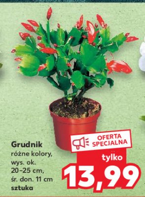 Grudnik w donicy 11 cm promocja