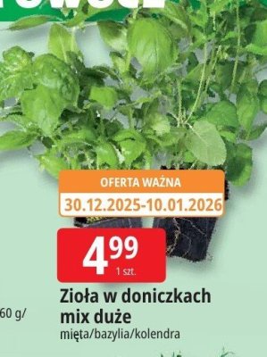 Zioła w doniczkach mix duże mięta/bazylia/kolendra promocja w Leclerc