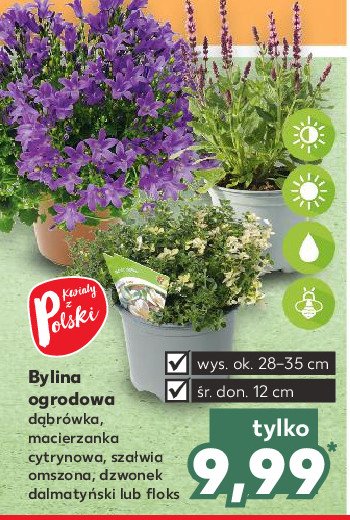 Sza艂wia omszona don 12 cm promocja