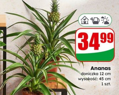 Ananas 12 cm promocja w Dino