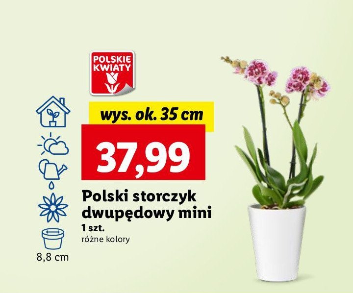 Storczyk 2-pędowy promocja w Lidl