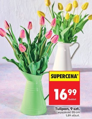 Tulipany 9 szt. promocja w Biedronka