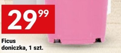 Ficus doniczka, 1 szt. promocja w Twój Market