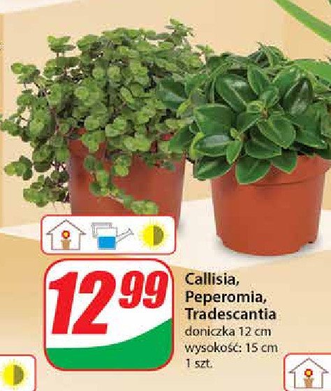 Tradescantia 12 cm promocja
