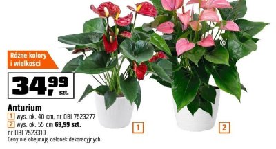 Anturium wys. ok. 40 cm promocja w OBI