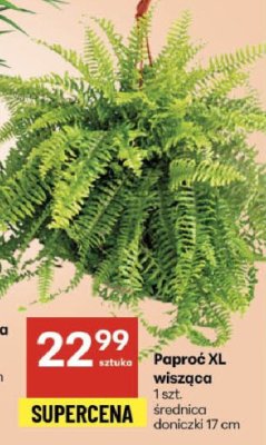 Paproć XL wisząca promocja w Delikatesy Centrum