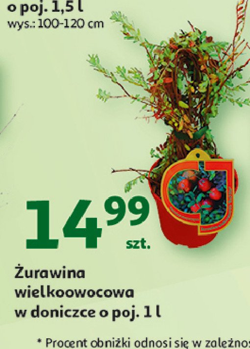 Żurawina wielkoowocowa promocja w Auchan