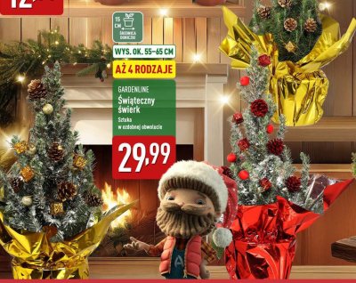 Świąteczny świerk promocja w Aldi