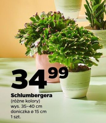Schlumbergera różne kolory promocja w Netto