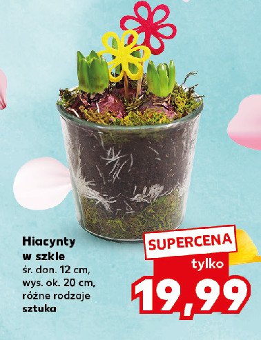 Hiacynt w szkle don. 12 cm promocja