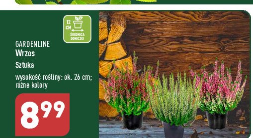 Wrzos zwyczajny 26 cm Gardenline promocja