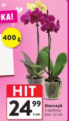 Storczyk 1-pędowy promocja w Intermarche
