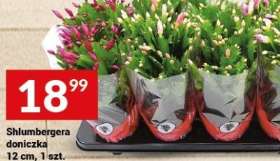 Shlumbergera doniczka 12 cm, 1 szt. promocja w Twój Market