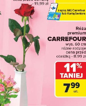 Róża premium 60 cm Carrefour promocja w Carrefour Market