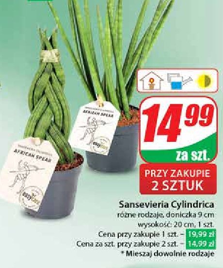 Sansevieria cylindrica 9 cm promocja