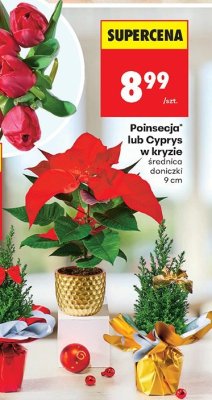 Kwiat Poinsecja w kryzie promocja w Biedronka