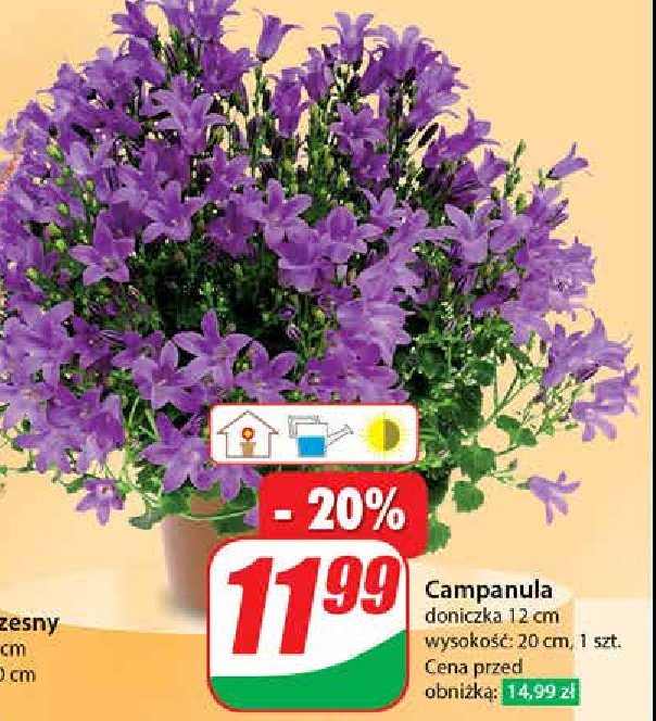 Campanula don. 12 cm promocja