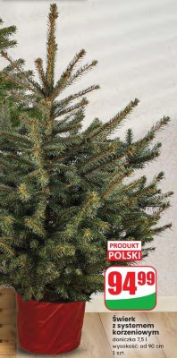 Świerk z systemem korzeniowym wys. od 90 cm promocja w Dino