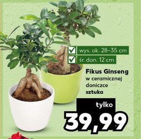 Fikus ginseng 艣r. 12 cm promocja
