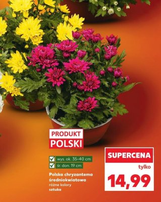 Polska chryzantema średniokwiatowa  promocja w Kaufland
