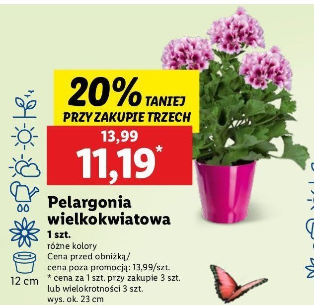 Pelargonia wielokwiatowa 12 cm promocja