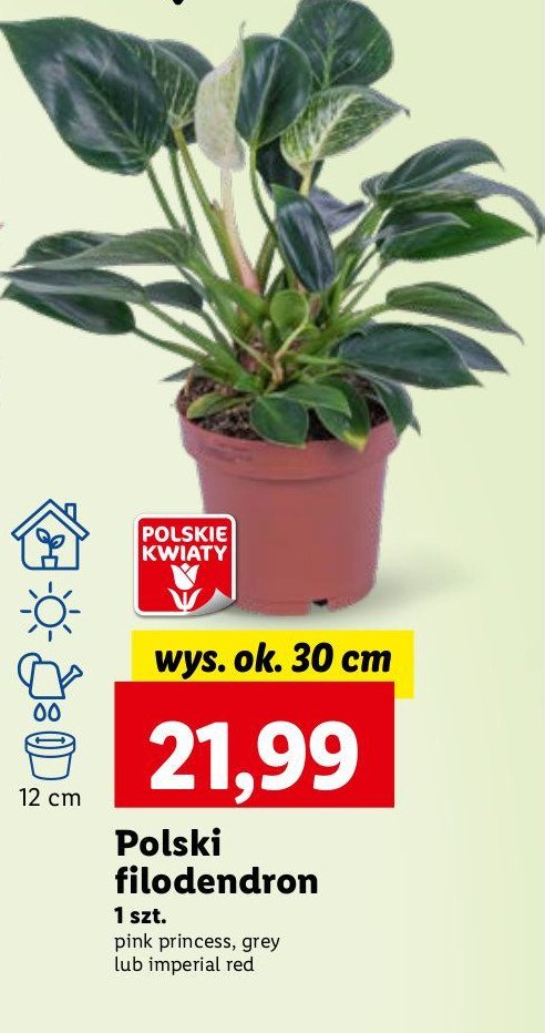 Filodendron pink princess promocja