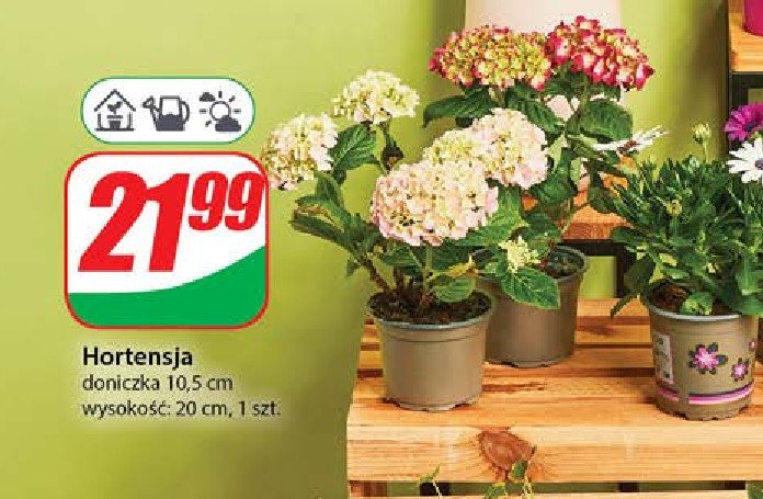 Hortensja don. 10.5 cm promocja