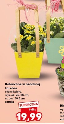 Kalanchoe w ozdobnej torebce różne kolory promocja w Kaufland