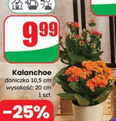 Kalanchoe doniczka 10.5 cm wysokość: 20 cm promocja w Dino