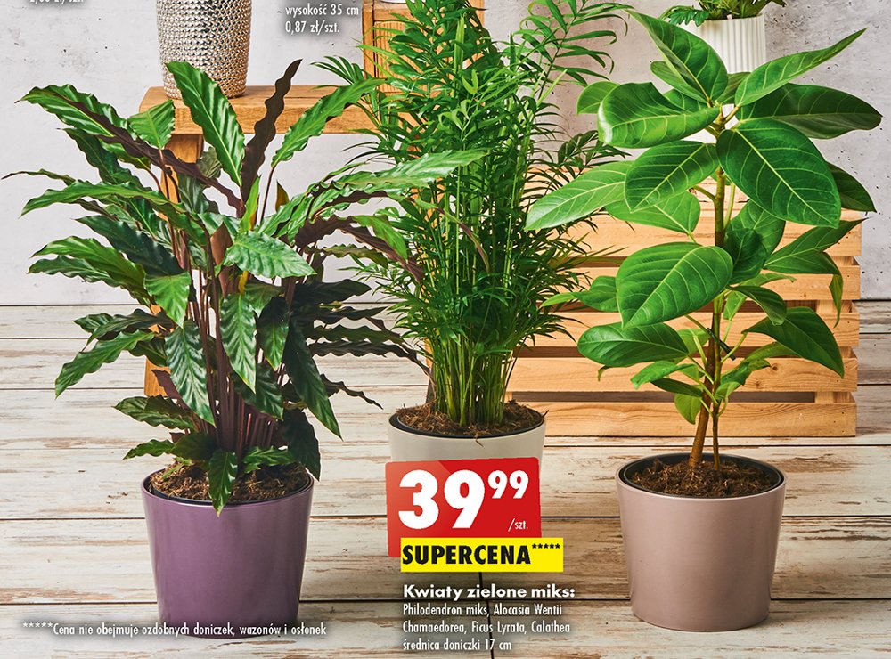 Philodendron 17 cm promocja