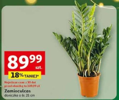 Zamioculcas doniczka o śr. 21 cm promocja w Auchan