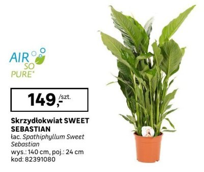 Skrzydłokwiat SWEET SEBASTIAN Leroy Merlin promocja w Leroy Merlin