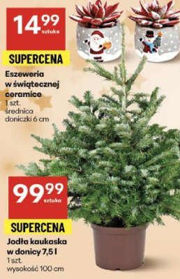 Eszeweria w świątecznej ceramice 1 szt. średnica doniczki 6 cm promocja w Delikatesy Centrum