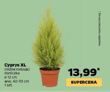 Cyprysik 60-70 cm promocja