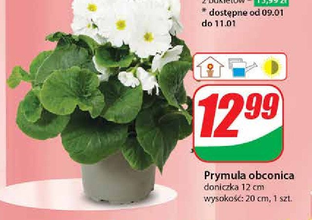 Prymula obconica promocja