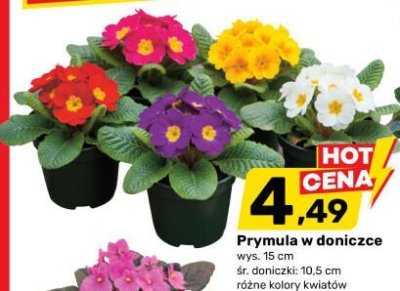 Prymula promocja w Bricomarche