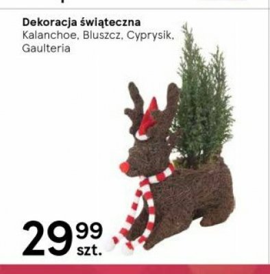 Dekoracja 艣wi膮teczna gaulteria promocja